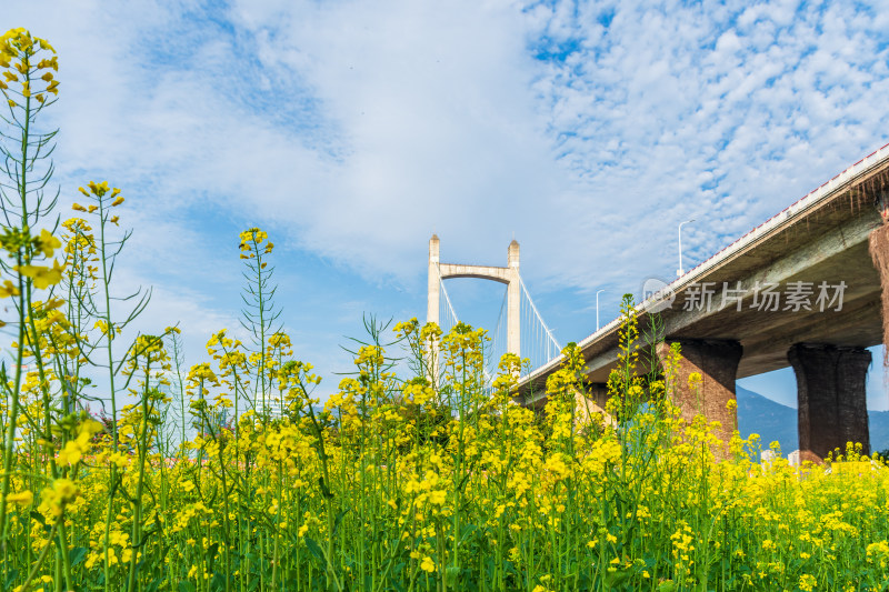 油菜花田旁的高架桥风景