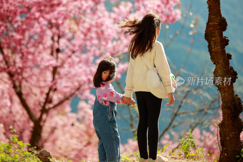 樱花盛开时节母女牵手漫步