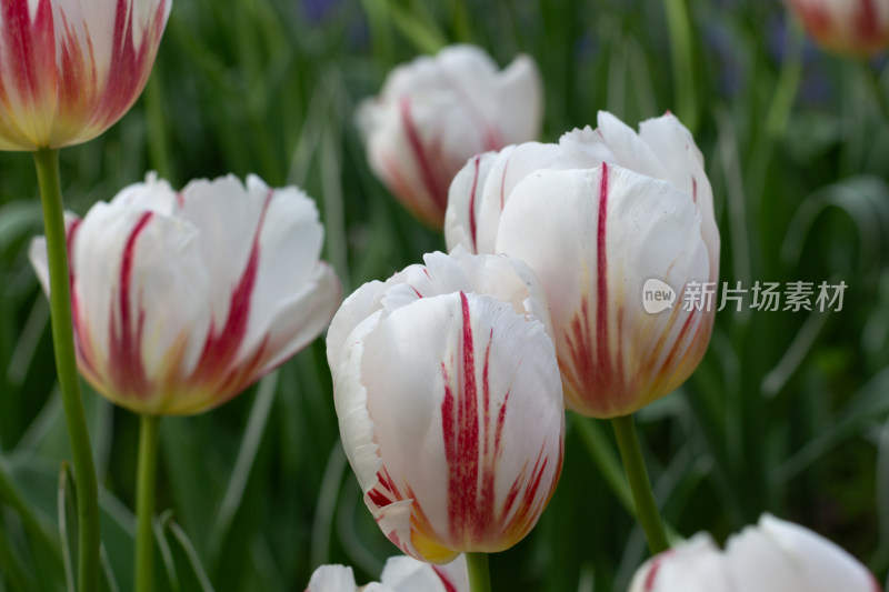 杭州太子湾多彩郁金香花海景观