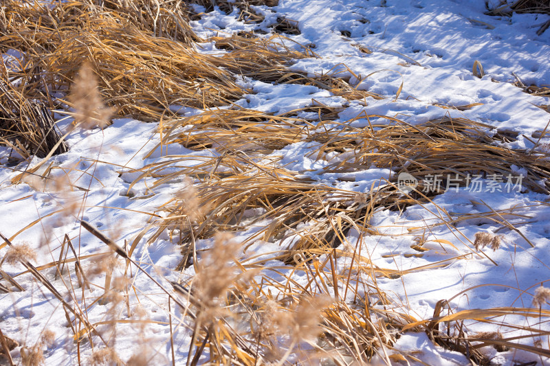 冬季草地上残留的雪