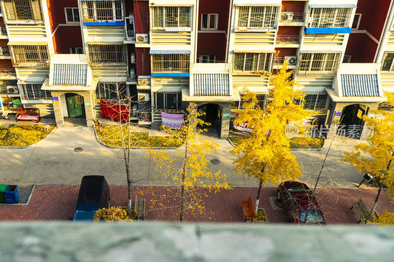 小区住宅楼外银杏金黄的秋景