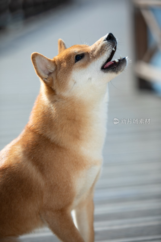 一只仰起头的柴犬头部特写