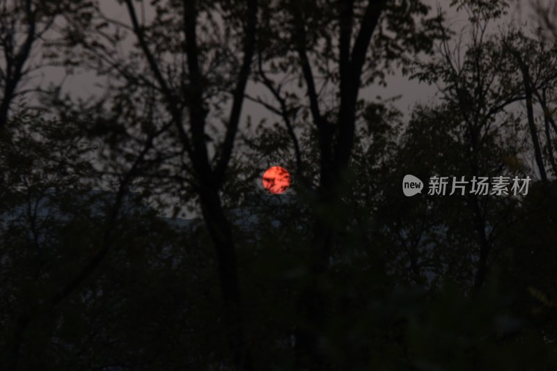 树林中夕阳景色