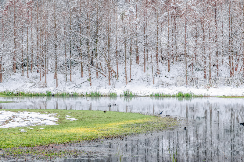 冬季湿地公园树林雪景