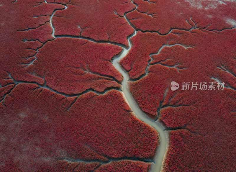 红海滩花树