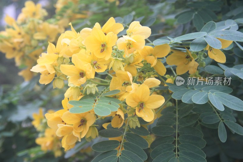 广东东莞：黄槐花开