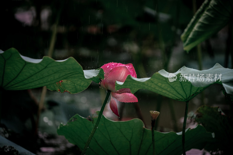 雨后荷花