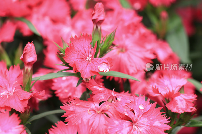 雨后鲜花背景