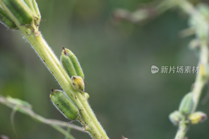 稀疏的芝麻果实挂在枝头