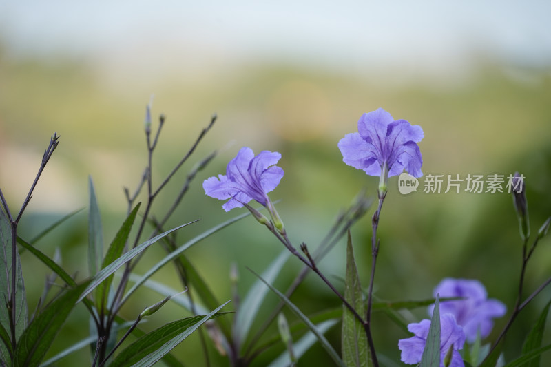 蓝花草背景