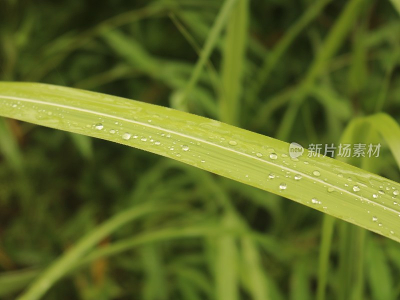 水珠在叶片上面 露水在叶片上