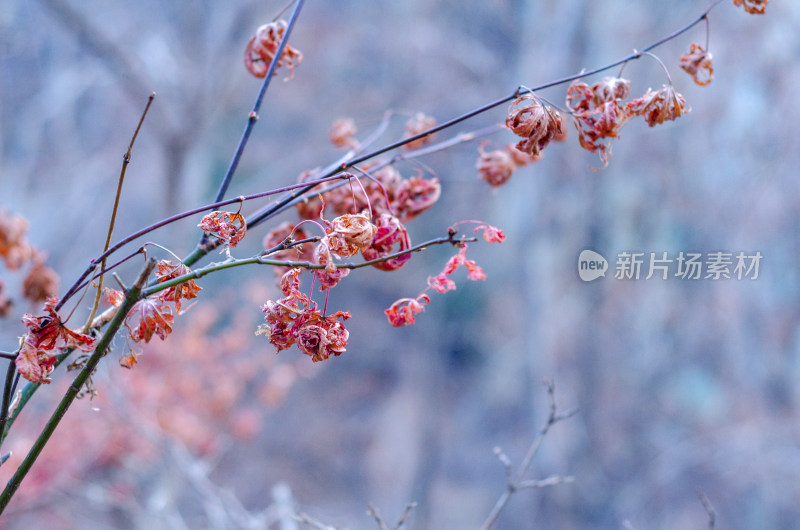 冬季寒冷，一枝卷曲的红叶特写