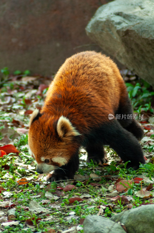 动物园的小熊猫