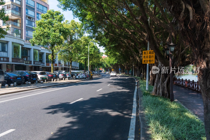 绿树成荫的城市街道景象