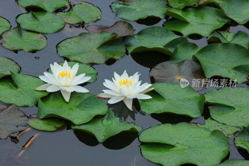 晨光中的白色睡莲花