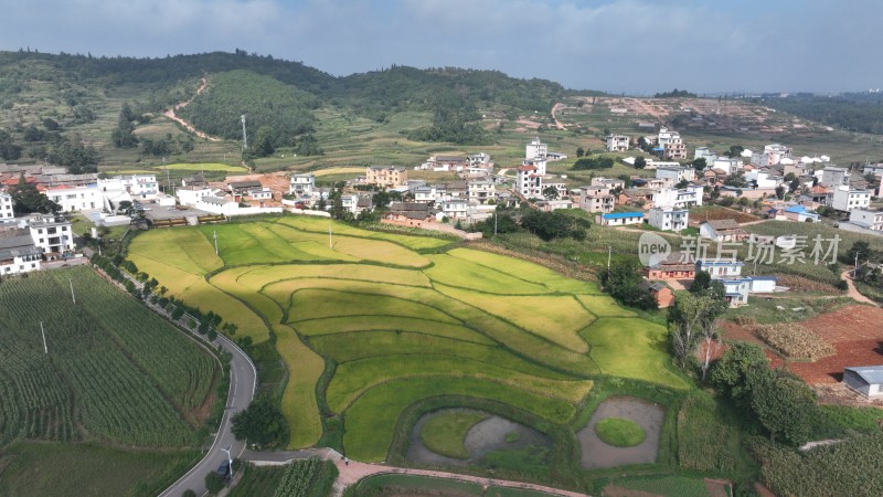 稻谷飘香的田野