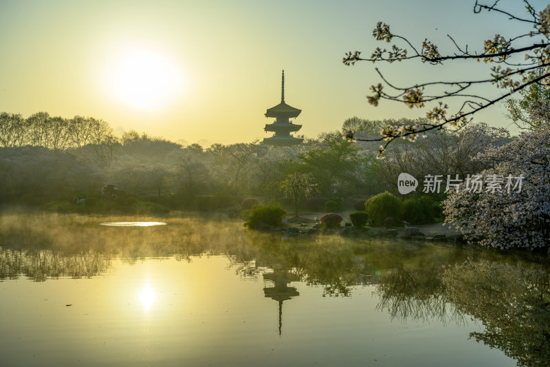 湖北武汉东湖樱园春季樱花与五重塔风光