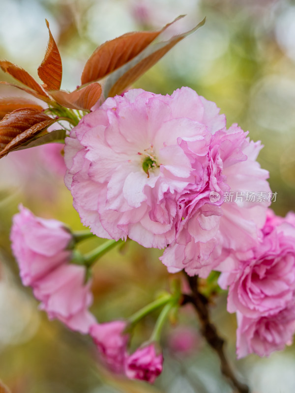 春天的樱花花朵特写