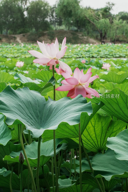 北京圆明园荷花