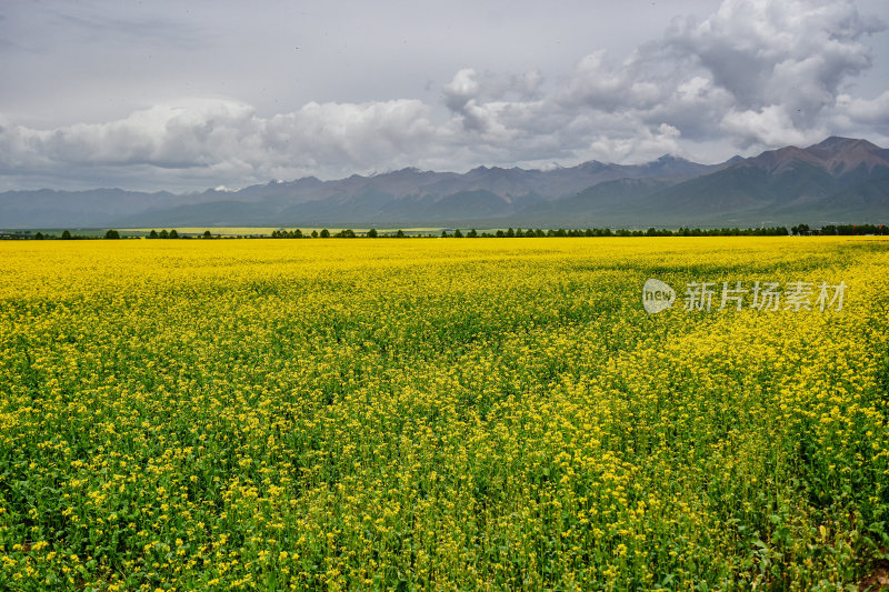 青海祁连山脉油菜花海风景