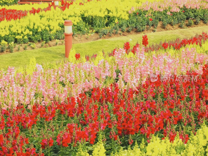 佛山市千灯湖公园金鱼草花海