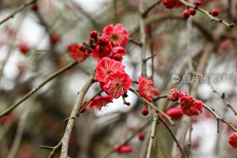 早春红梅花开