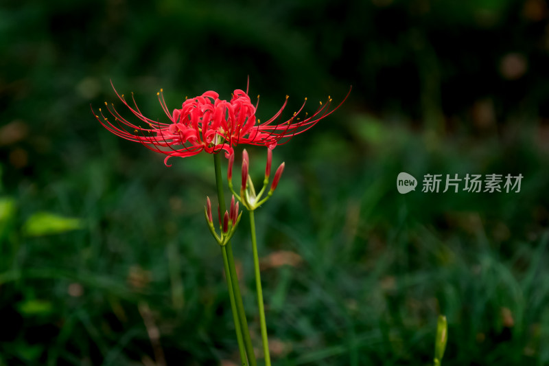 草丛中，盛开的彼岸花特写