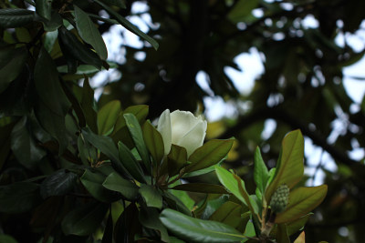 木兰花开