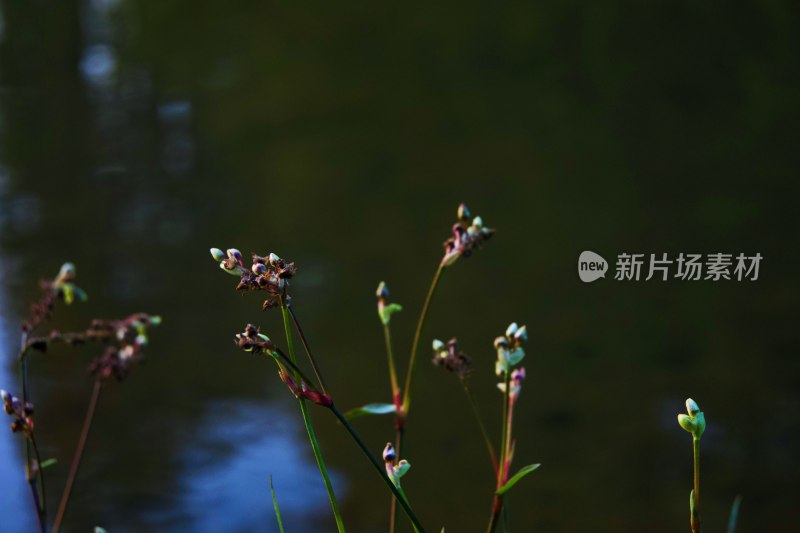 水边植物特写