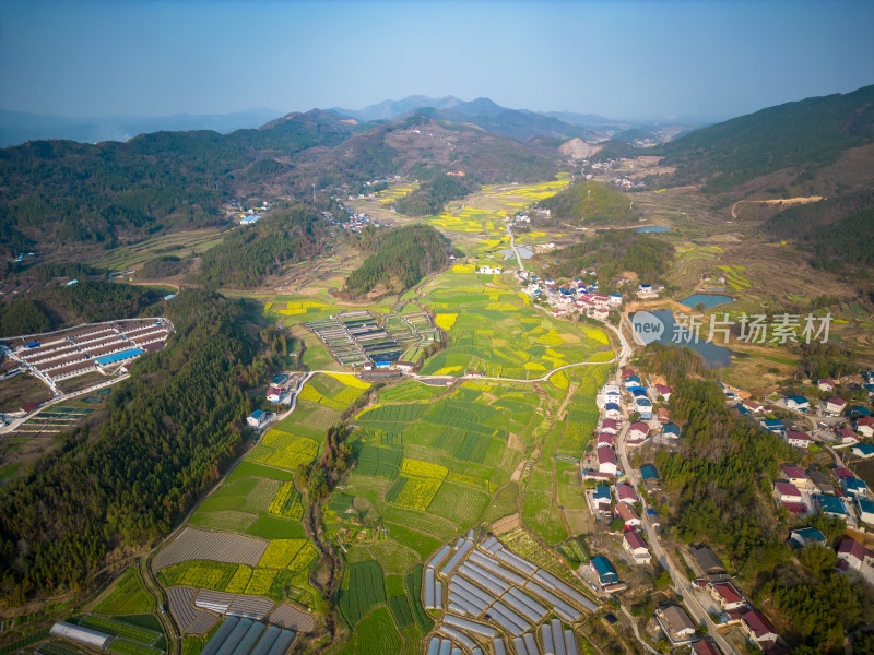 美丽乡村田园农业种植油菜花航拍图