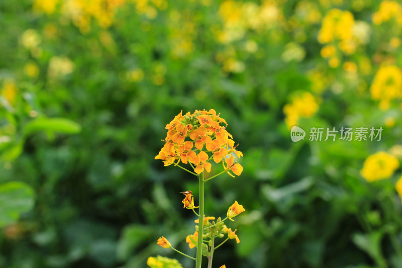 春天多彩的油菜花盛开