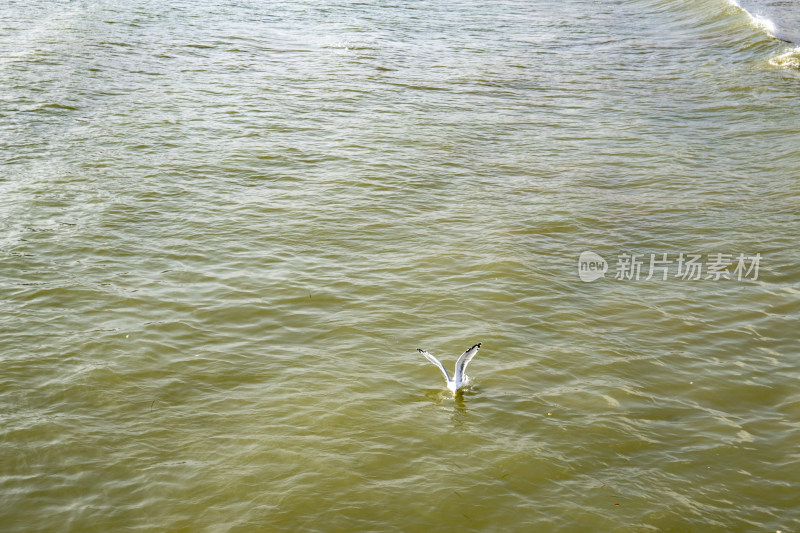 大海海鸥摄影图
