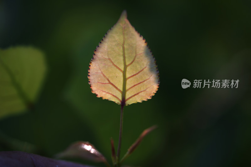 特写秋日植物枝叶