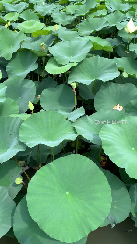 盛夏的荷花池