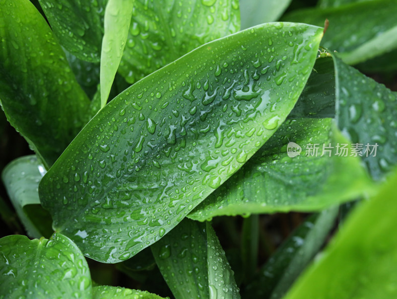 春天绿色的树叶叶子和雨滴水滴露水