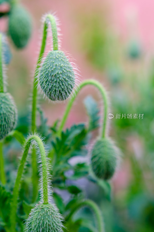 还未盛开的虞美人花苞