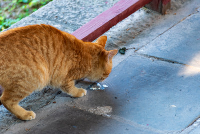 橘猫低头进食的可爱模样