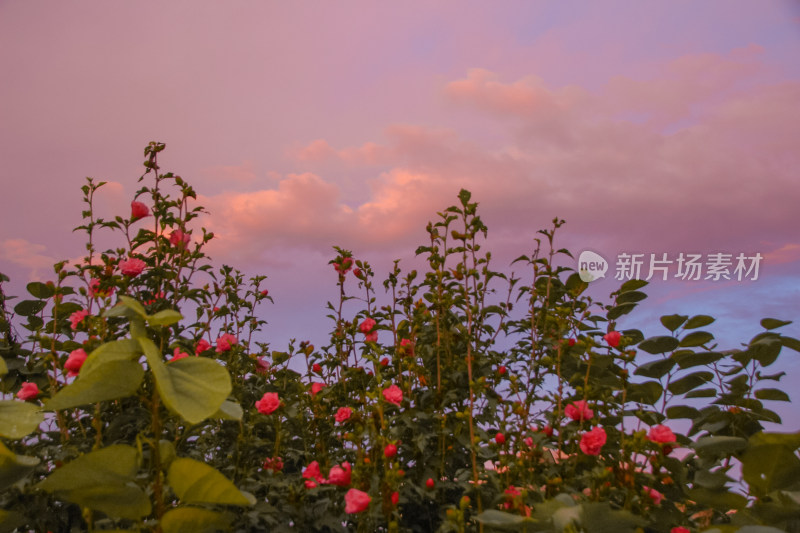 木槿花丛上的梦幻天空