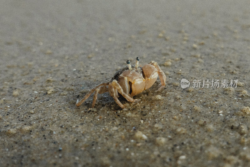 海陵岛海滩小螃蟹