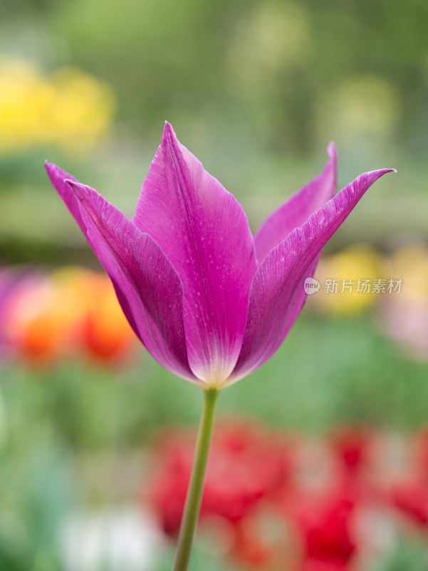 春天郁金香花朵特写