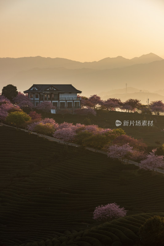 龙岩永福台品樱花茶园