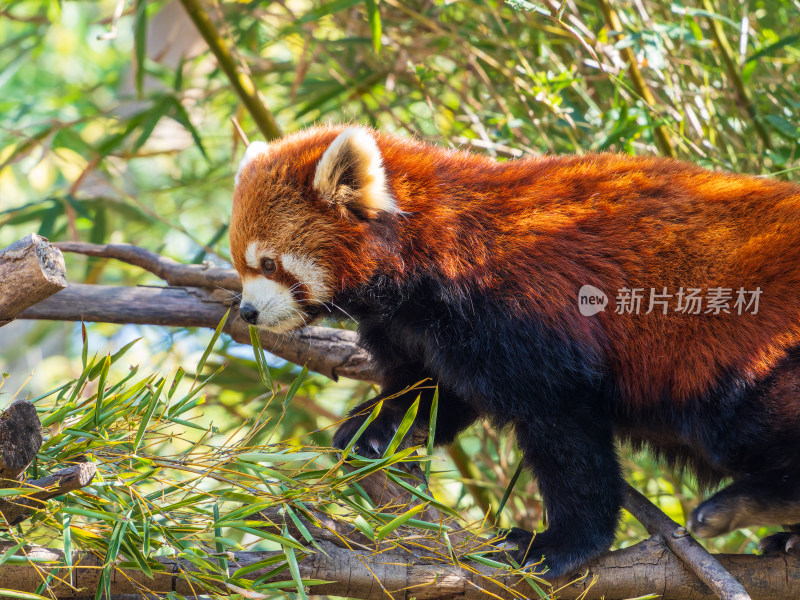 小熊猫在树枝上进食的画面