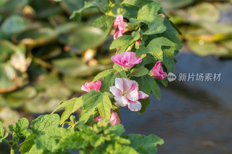 粉红蜀葵花朵特写