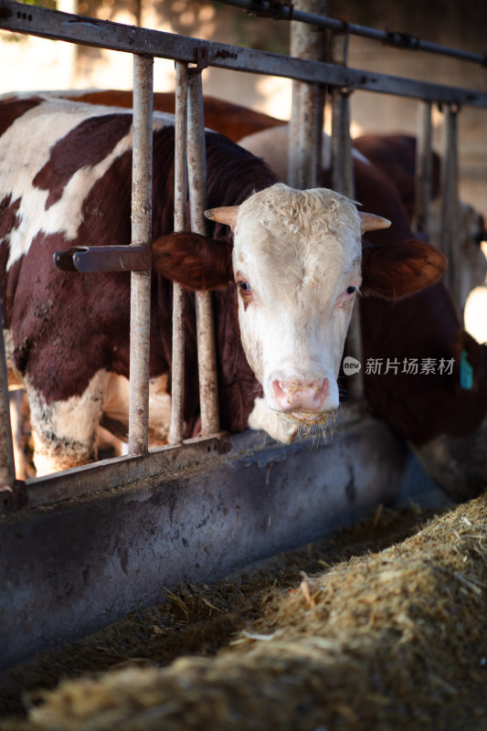 养牛场里吃饲料的肉牛