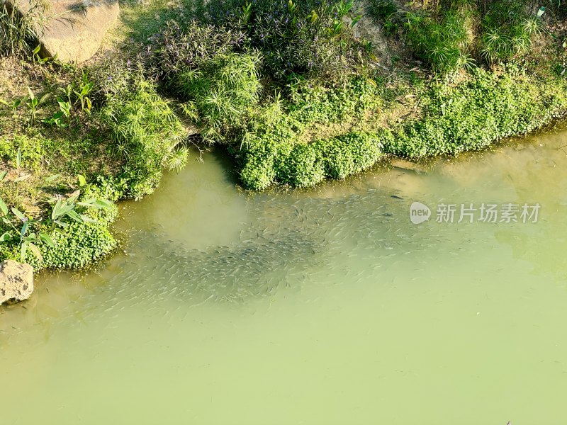 群聚在沟渠边的鱼