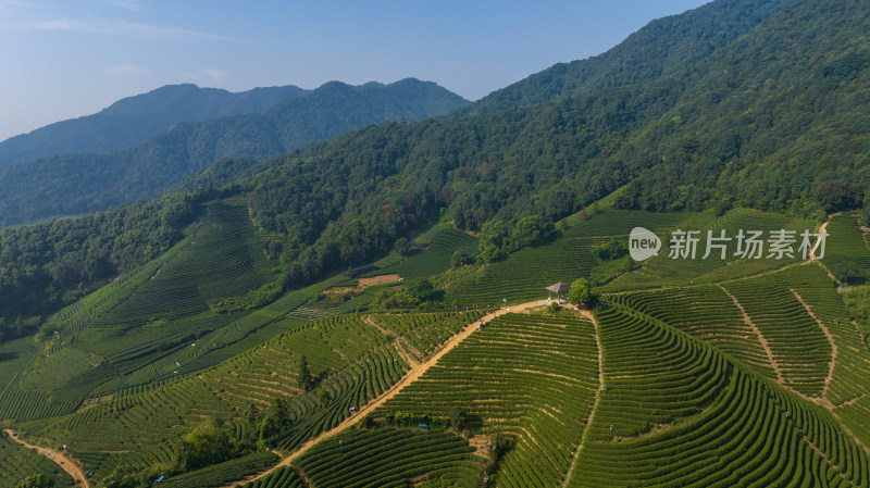 航拍杭州龙坞茶园 茶山 茶田