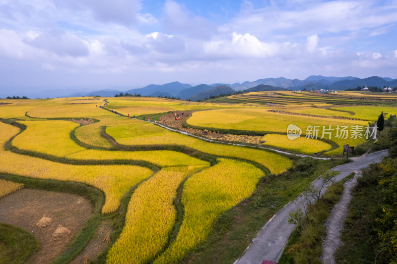 秋天贵阳高坡石门水稻梯田