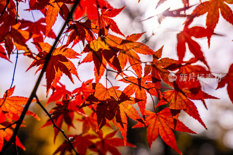 秋天的红色枫叶特写