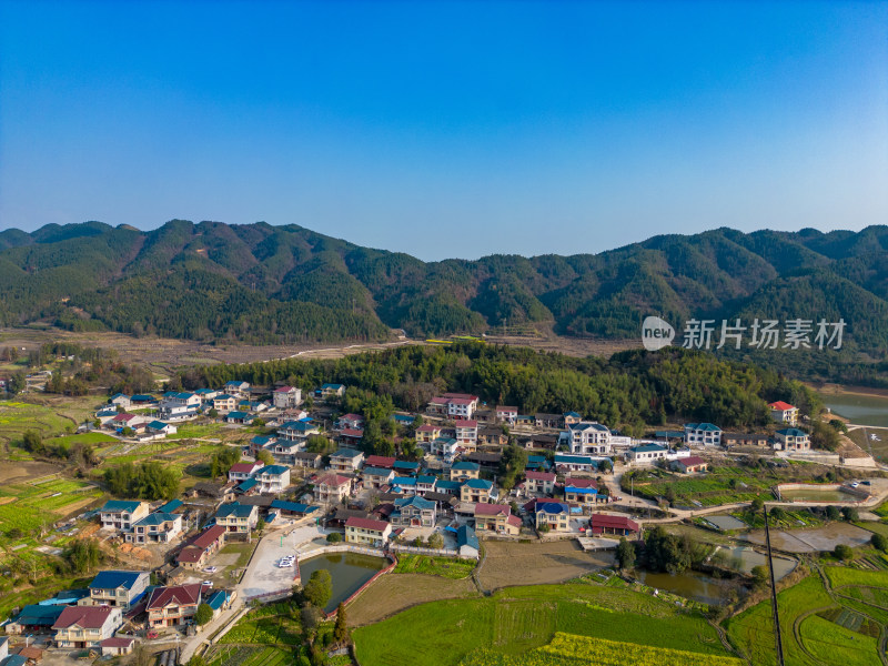 美丽乡村大棚农业种植油菜花航拍摄影图