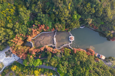 深圳仙湖植物园水杉林秋色